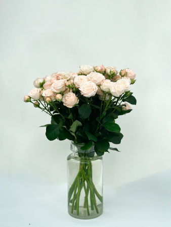 Роза кустовая пионовидная (кремовая)